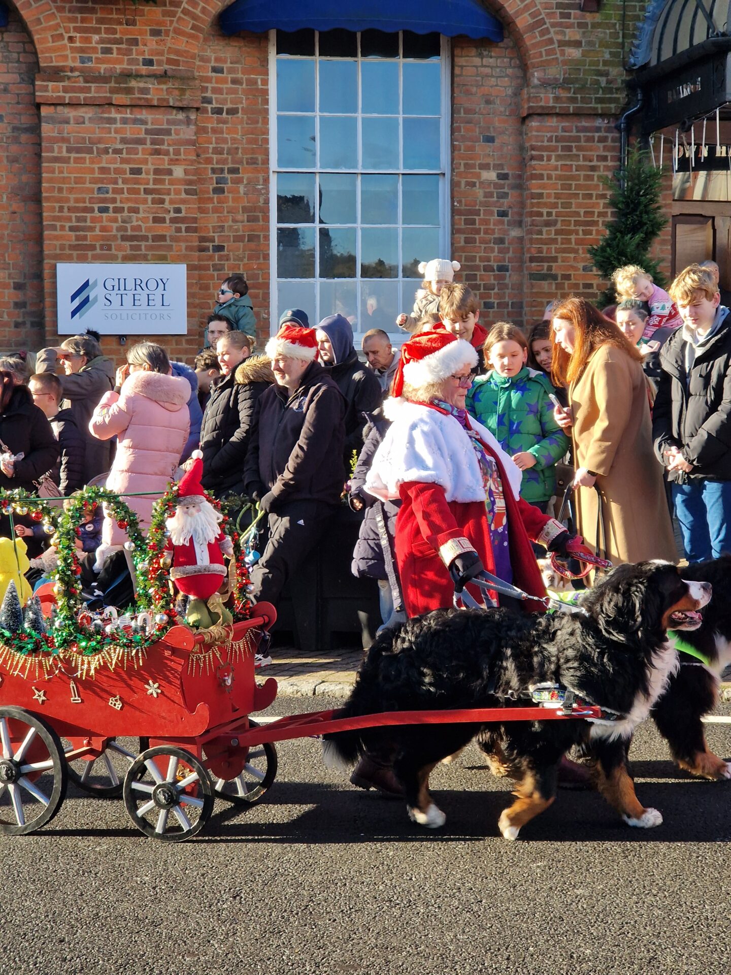 St Bernards pulling Santa sleigh in Christmas Parade